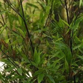Black Bamboo (Phyllostachys nigra) Img 2